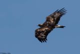 Aigle royal, Aquila chrysaetos