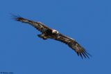 Aigle royal, Aquila chrysaetos