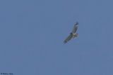 Circate Jean-le-Blanc, Circaetus gallicus