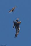 Aigle royal, Aquila chrysaetos