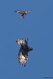 Aigle royal, Aquila chrysaetos