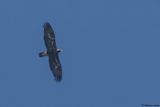 Aigle royal, Aquila chrysaetos
