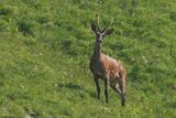 Cerf laphe, Cervus elaphus