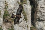 Aigle royal, Aquila chrysaetos