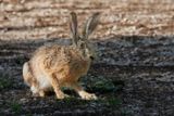 Livre dEurope, Lepus europaeus