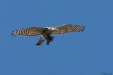 Epervier dEurope, Accipiter nisus