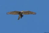 Epervier dEurope, Accipiter nisus
