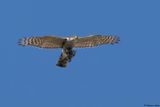 Epervier dEurope, Accipiter nisus