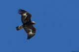 Aigle royal, Aquila chrysaetos
