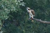 Balbuzard pcheur, Pandion haliaetus