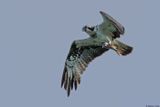 Balbuzard pcheur, Pandion haliaetus