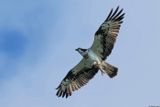 Balbuzard pcheur, Pandion haliaetus