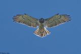 Circate Jean-le-Blanc, Circaetus gallicus