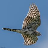 Epervier dEurope, Accipiter nisus