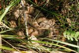 Vipre aspic, Vipera aspis aspis