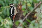 Pic peiche, Dendrocopos major