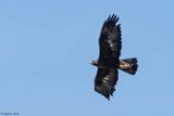 Aigle royal, Aquila chrysaetos
