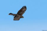 Epervier dEurope, Accipiter nisus