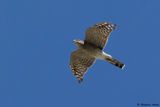 Epervier dEurope, Accipiter nisus