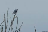 Elanion blanc, Elanus caeruleus