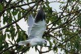 Elanion blanc, Elanus caeruleus