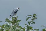 Elanion blanc, Elanus caeruleus