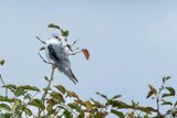 Elanion blanc, Elanus caeruleus