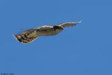 Epervier dEurope, Accipiter nisus