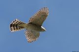 Epervier dEurope, Accipiter nisus