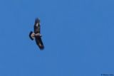 Aigle royal, Aquila chrysaetos
