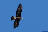 Aigle royal, Aquila chrysaetos