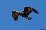 Aigle royal, Aquila chrysaetos