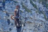 Aigle royal, Aquila chrysaetos