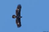 Aigle royal, Aquila chrysaetos