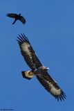 Aigle royal, Aquila chrysaetos