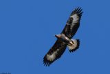 Aigle royal, Aquila chrysaetos