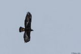 Aigle royal, Aquila chrysaetos