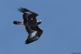 Aigle royal, Aquila chrysaetos