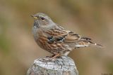 Accenteur alpin, Prunella collaris