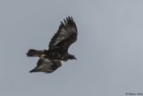 Aigle royal, Aquila chrysaetos