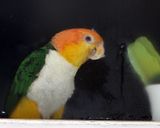  Fox Sparrow (Passerella iliaca) 