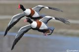 Volpoca-Common Shelduck  (Tadorna tadorna)