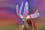 Erythronium dens-canis