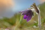 Pulsatilla montana