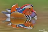 Anatra mandarina-Mandarin Duck (Aix galericulata) 