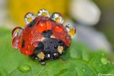 Coccinella septempunctata