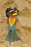 Gruccione-European Bee-eater (Merops apiaster)