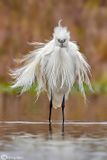 Garzetta- Little Egret (Egretta garzetta)
