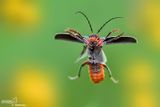 Cantharis rustica