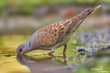 Tortora-Eurasian Turtle Dove (Streptopelia turtur)